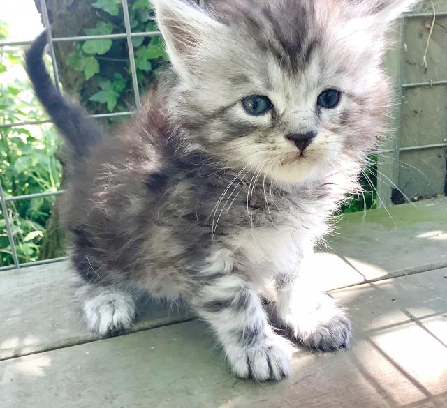 Maine Coon Kittens For Sale in Alford, Lincolnshire Preloved