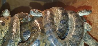 Anaconda Reptiles Rehome Buy And Sell Preloved