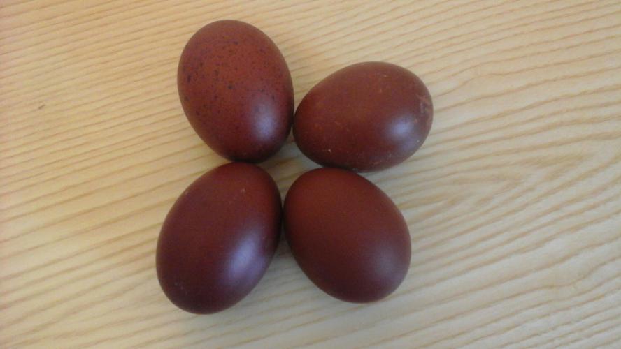 Hatching Eggs French Copper Black Marans For Sale in Kings Lynn