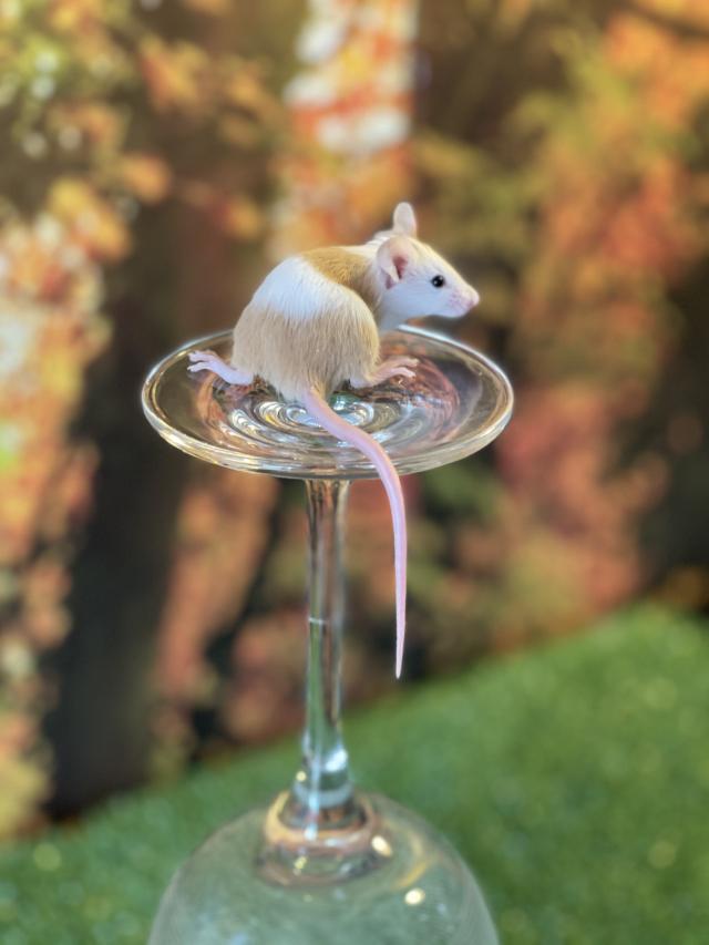 Fancy mice. Variety of colours. For Sale in Poynton, Cheshire Preloved