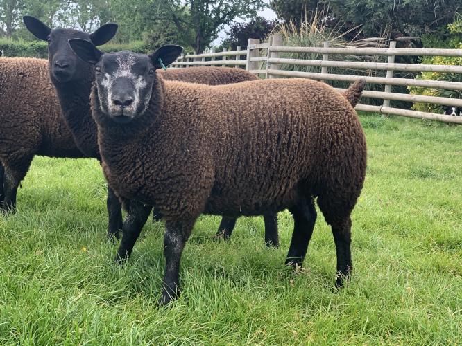 Lovely pedigree blue texel ewe lambs For Sale in Bridgnorth, Shropshire