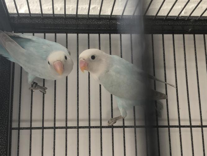 Pair of lovebirds For Sale in Colchester, Essex Preloved