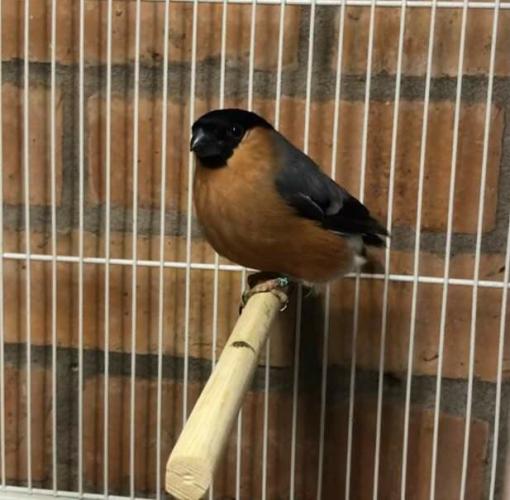 split yellow siberian bullfinches For Sale in Coventry, West Midlands