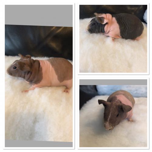 Skinny pigs For Sale in Manchester, Lancashire Preloved