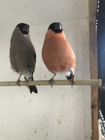 Siberian Bullfinches for sale For Sale in Derby, Derbyshire | Preloved
