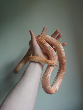 Adult male corn snakes For Sale in Hawkhurst, Kent | Preloved
