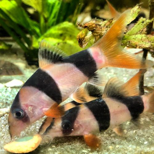 Large Tropical Fish for sale! From £1!! For Sale in Datchet Place