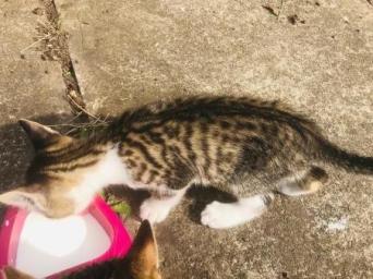 Einstein The Cat With One Of The Most Amazing Mustaches In Cat History The Top 12 Most Adorable Pets Of The Week Cats Cute Animals Cute Cats