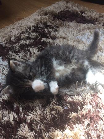 Maincoon X Persian Tabby Fluffy Longhair Kitten 6 Wks For Sale In
