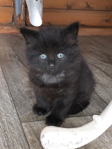 Kittens For Sale For Sale In Jaywick Essex Preloved