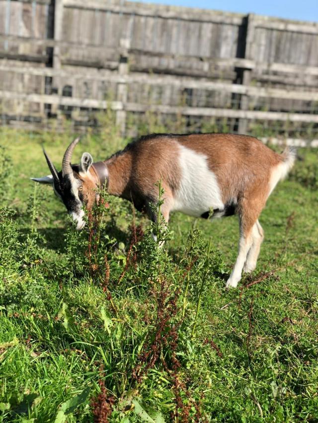 nanny goat For Sale in Newcastle Upon Tyne | Preloved