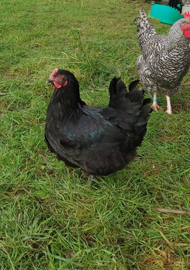 POL Pullets Chickens for sale. Black Marans, Welsummers more For Sale