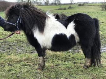 miniature ponies for sale essex miniature ponies for sale essex