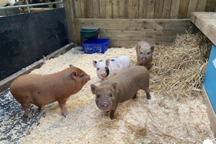 Mini pigs / pet pigs For Sale in Aberford, Leeds Preloved