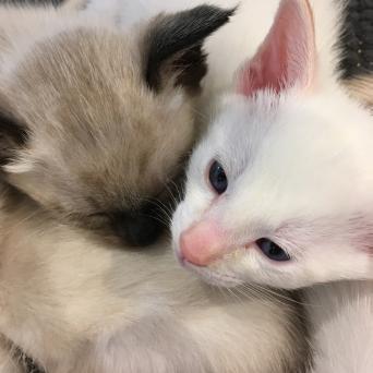 Siamese Mix Cats Kittens For Sale Preloved
