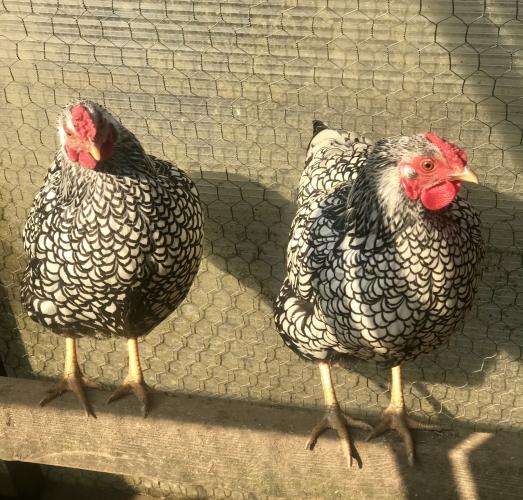 Silver laced Wyandotte bantam hatching eggs For Sale in Blackbrook