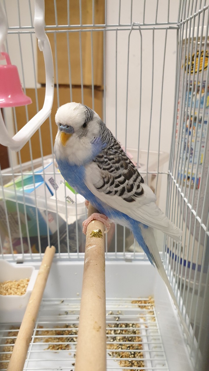 malinois dog k9 dogs