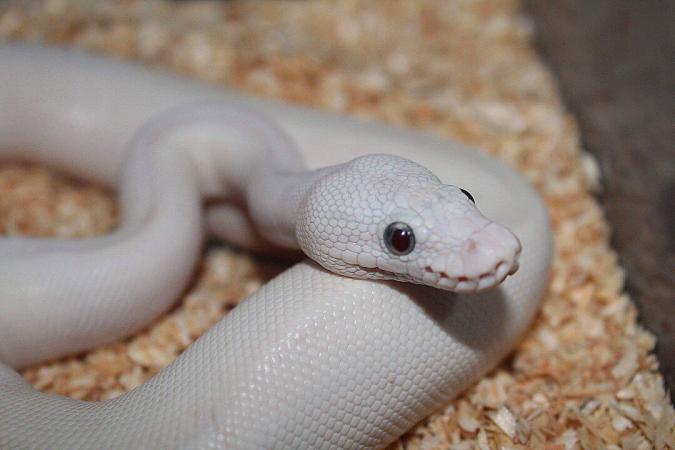 Female Blue Eyed Leucistic Royal Python (super lesser) For Sale in ...