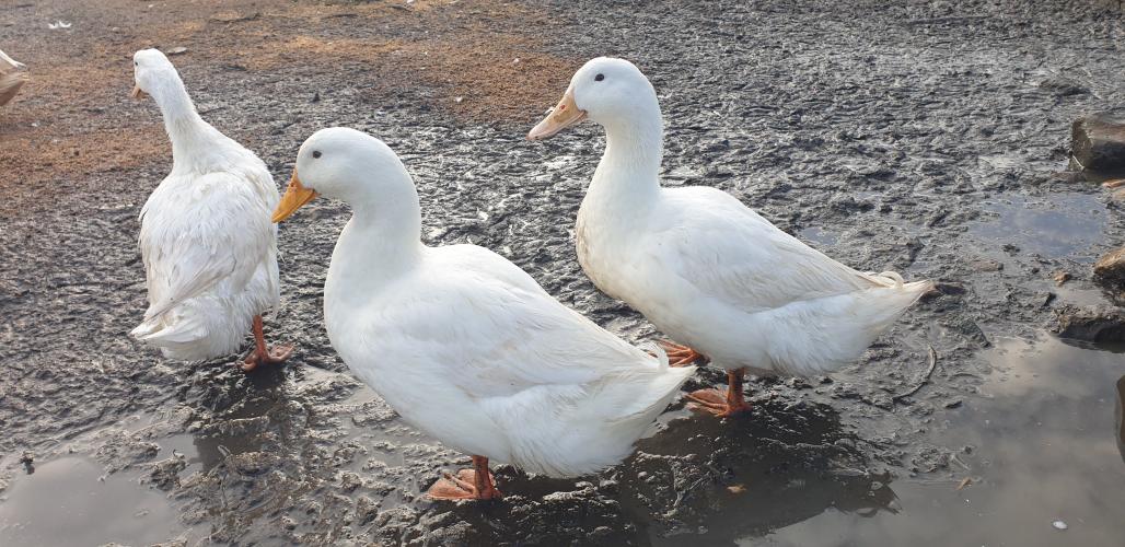 Aylesbury Ducks x 5 For Sale in Redditch, Worcs | Preloved