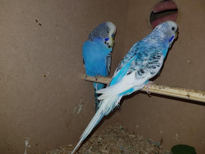 breeding pair of budgies For Sale in Plymouth, Devon Preloved