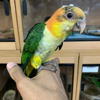 hand tame birds - Birds, For Sale | Preloved