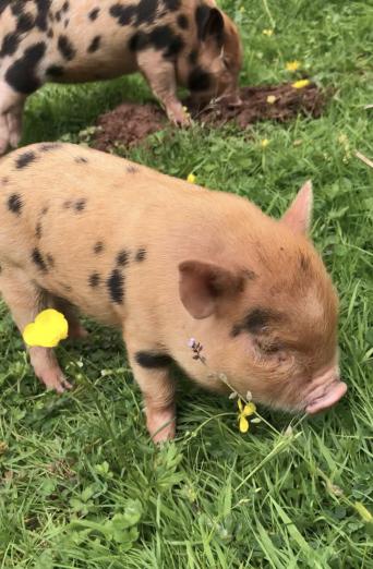 Classifieds Listings - Mini Pig Classifieds Classifieds Listings - Mini Pig Classifieds