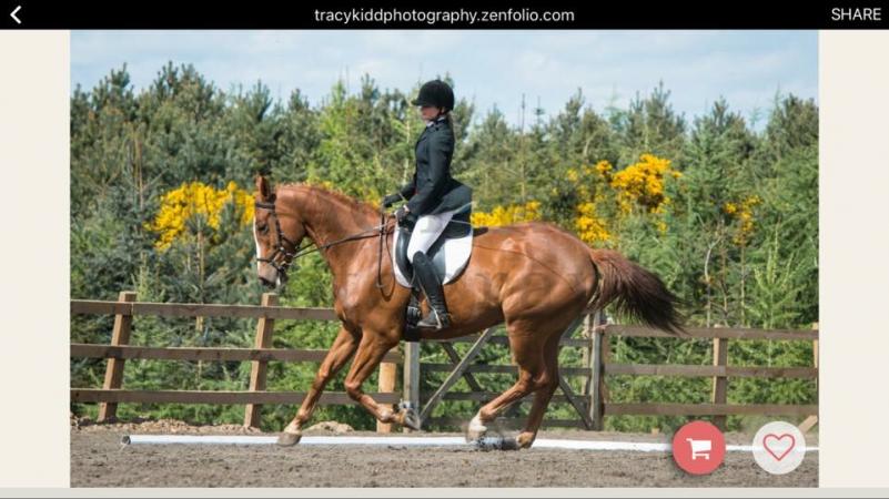 Beautiful Dressage horse For Sale in Newton Aycliffe