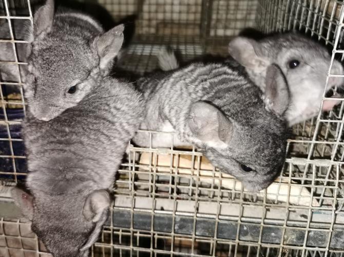 2 standard grey baby chinchillas For Sale in Birmingham, West Midlands