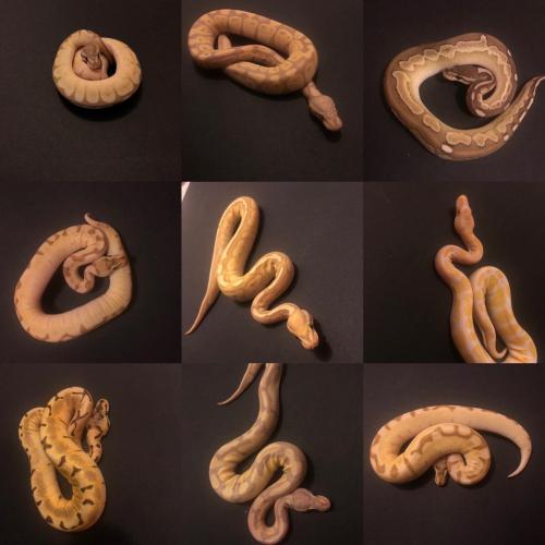 Various Reptiles for Sale For Sale in Lee, London | Preloved