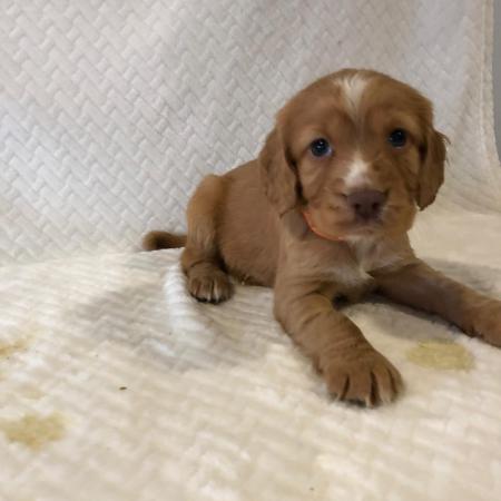 Cocker spaniel puppies For Sale in Maidstone, Kent | Preloved