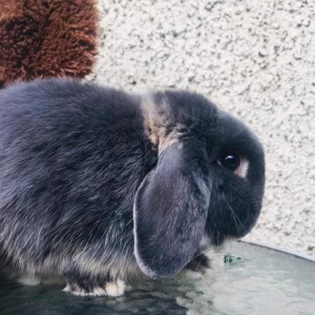 Male mini lop For Sale in Annbank, South Ayrshire | Preloved
