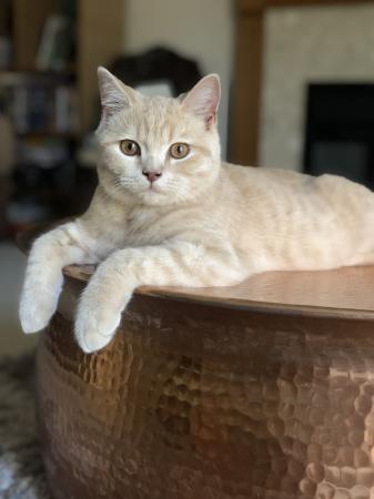 Cream British Shorthair Kitten For Sale In Maidstone Kent Preloved