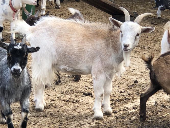 Pygmy Goats For Sale For Sale in Andover, Hampshire Preloved Pygmy Goats For Sale For Sale in Andover, Hampshire Preloved