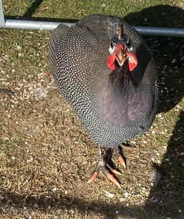 Rare Coloured Guinea Fowl Hatching Eggs For Sale in Breamore, Hampshire ...