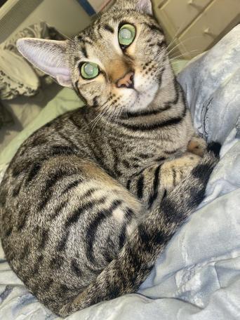 bengal - Cats & Kittens, Rehome Buy and Sell | Preloved