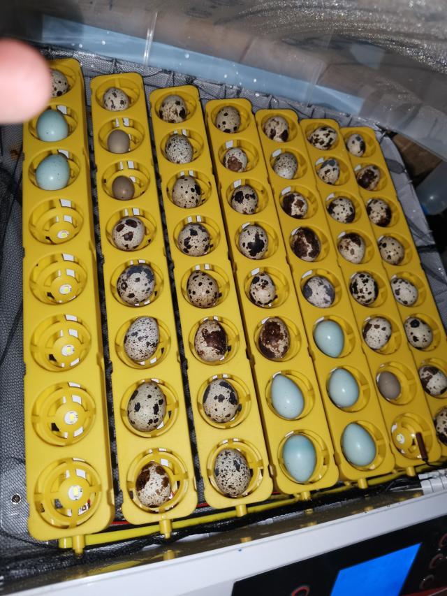 fertile quail eggs For Sale in Somerset Preloved