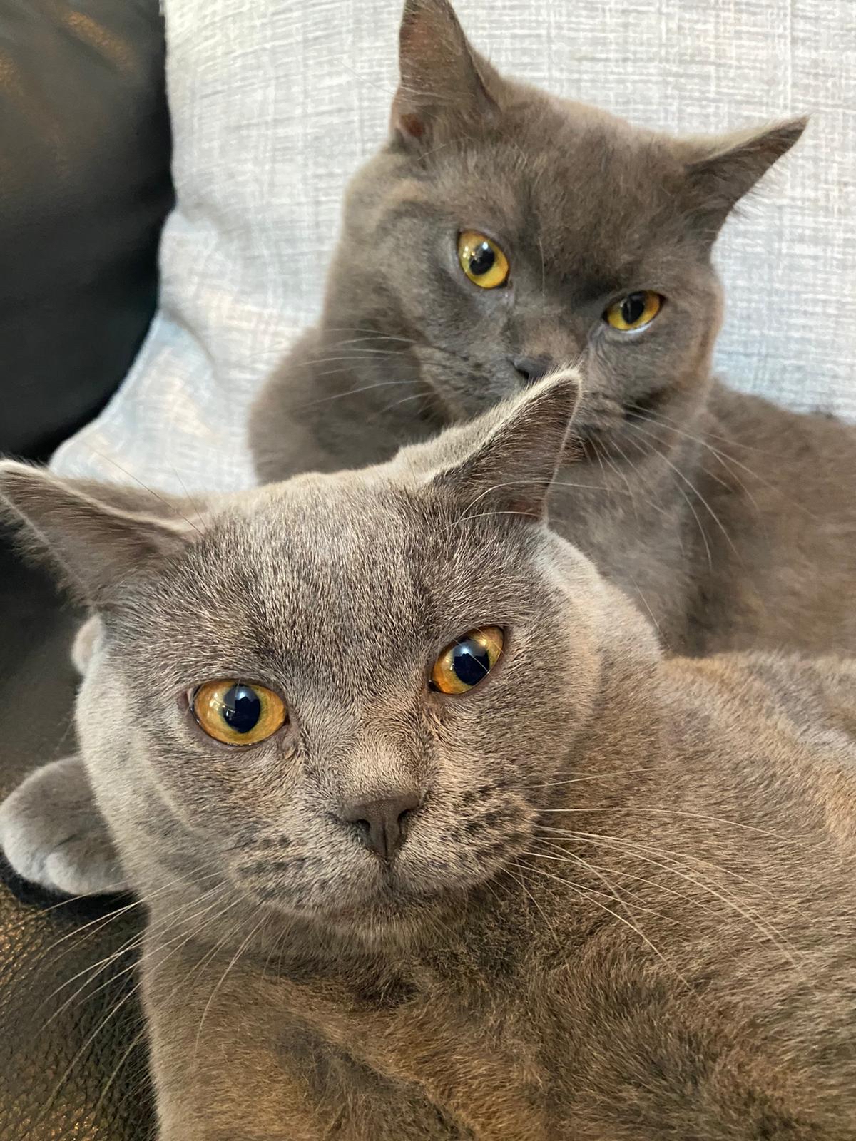 preloved burmese cats