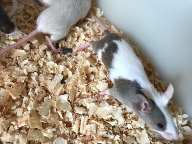 Fancy mice for sale £5 each For Sale in Spalding, Lincs Preloved