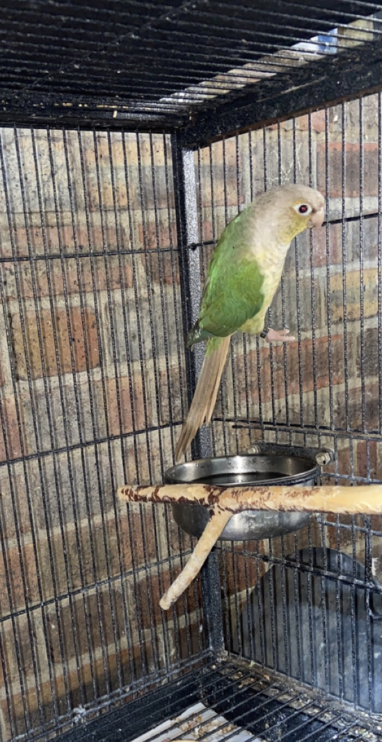 Beautiful Cinnamon Turquoise Conure For Sale in London, Essex | Preloved