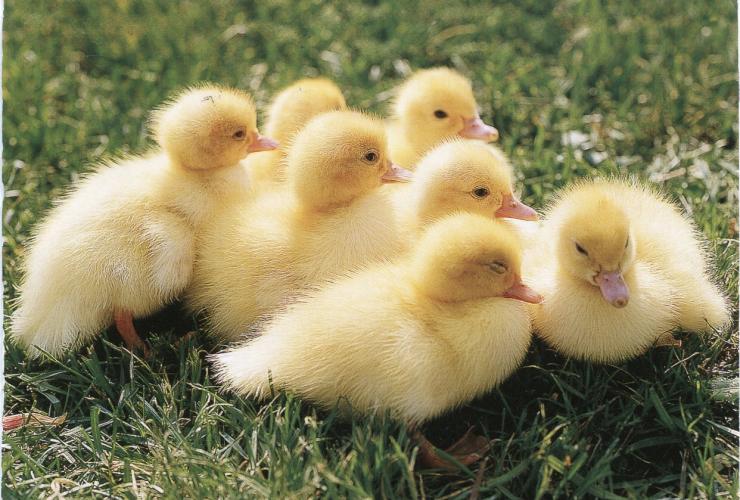 AYLESBURY FEMALE BABY DUCKLINGS £10 For Sale in Moira, Swadlincote