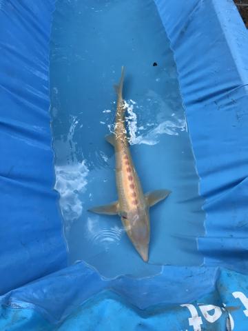 albino sturgeon