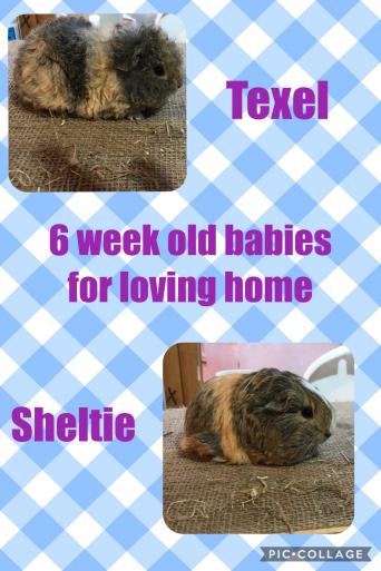 Long Haired Guinea Pigs Rodents For Sale In Liverpool Preloved