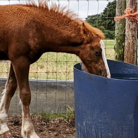 striking foal For Sale in Woodbridge, Suffolk | Preloved