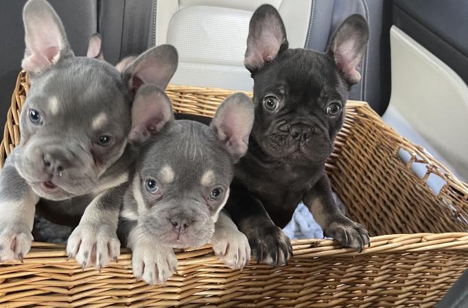 Stunning rare colour Frenchie Puppies !!! For Sale in Maldon, Essex ...