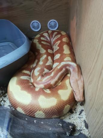 Blood Pythons Reptiles For Sale Preloved