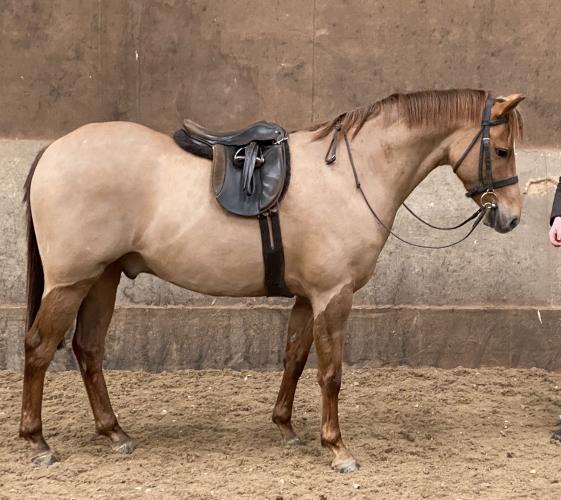 12.2 Part bred show pony For Sale in Longridge, Preston | Preloved