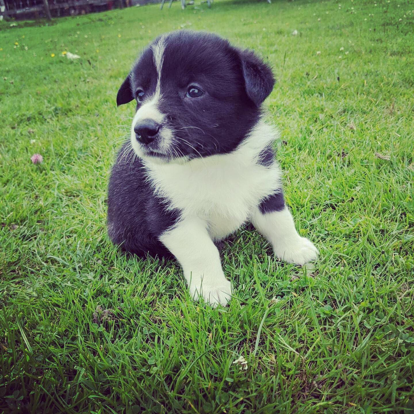 Borgi Puppies (corgi X Border Collie ) For Sale In Aberdare, Mid ...