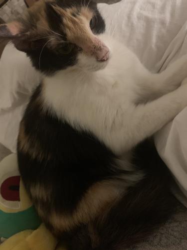 Beautiful Long Haired Kitten For Sale For Sale In Mottingham