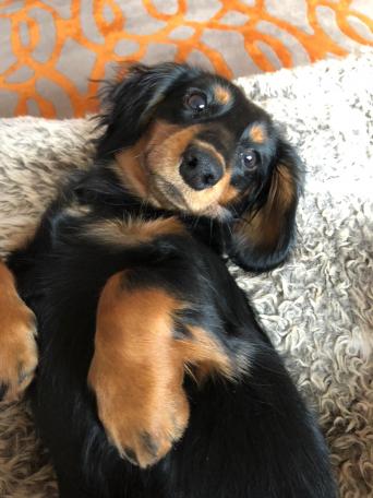 Cream Dachshund Dogs Puppies Rehome Buy And Sell Preloved
