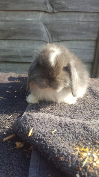 Buck Rabbit Wanted Rabbits Rehome Buy And Sell Preloved - 